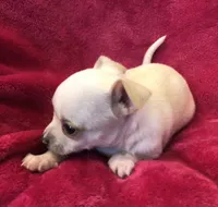 Prince, a male Chihuahua for sale in Hendrix, OK – Photo 4 of 7