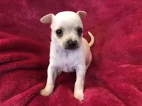 Prince, a male Chihuahua for sale in Hendrix, OK – Photo 7 of 7