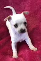 Prince, a male Chihuahua for sale in Hendrix, OK – Photo 3 of 7