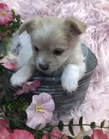 Tiny fluffball jake, a male Chihuahua for sale in Hendrix, OK – 9 of 10