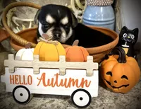 Reba, a female Chihuahua and Pekingese for sale in Hendrix, OK – 3 of 3