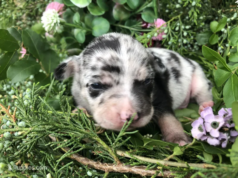 Tiny Merle SH – Chihuahua puppy for sale in Hendrix, OK