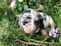 Tiny Merle SH, a male Chihuahua for sale in Hendrix, OK – Photo 1 of 2