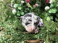 Tiny Merle SH, a male Chihuahua for sale in Hendrix, OK – Photo 2 of 2