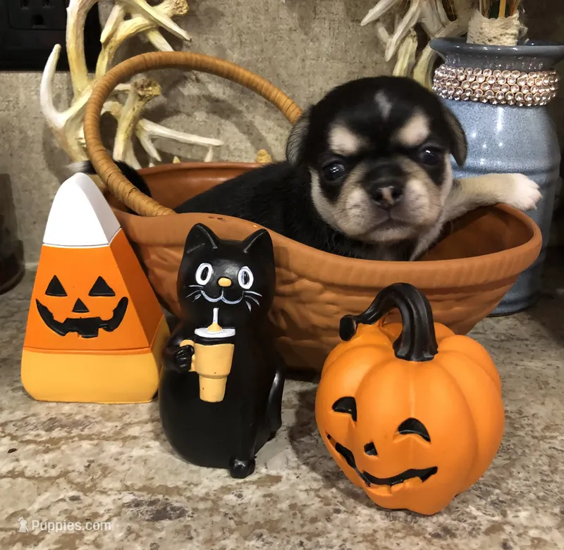 Reba – Chihuahua, Pekingese puppy for sale in Hendrix, OK