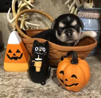 Reba, a female Chihuahua and Pekingese for sale in Hendrix, OK – 1 of 3