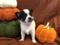 Tiny Gabe, a male Chihuahua for sale in Hendrix, OK – 1 of 10