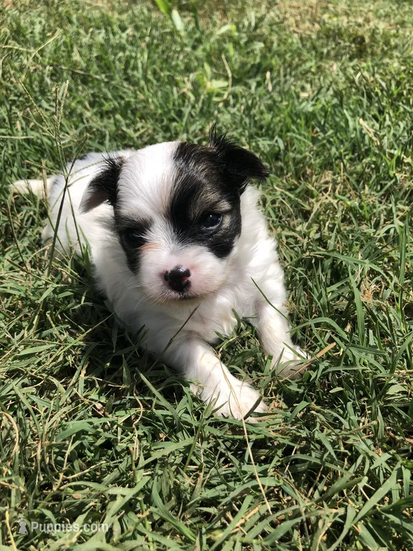 Jed (longhair) – Chihuahua puppy for sale in Hendrix, OK
