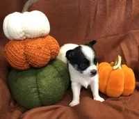 Tiny Gabe, a male Chihuahua for sale in Hendrix, OK – 4 of 10