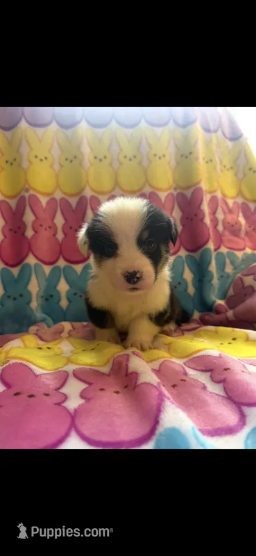 Vinny – Pembroke Welsh Corgi puppy for sale in Denison, TX