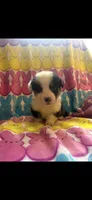 Vinny, a male Pembroke Welsh Corgi for sale in Denison, TX – 1 of 4