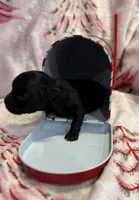 Super tiny Shadow, a male Chihuahua for sale in Hendrix, OK – 3 of 3