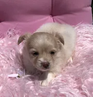Tiny fluffball jake, a male Chihuahua for sale in Hendrix, OK – 3 of 10