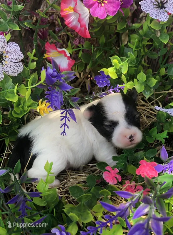 Jed – Chihuahua puppy for sale in Hendrix, OK