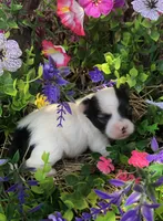Jed, a male Chihuahua for sale in Hendrix, OK – 1 of 4