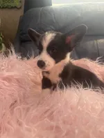 George, a male Pembroke Welsh Corgi for sale in Hendrix, OK – 5 of 5