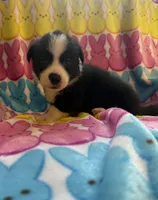 George, a male Pembroke Welsh Corgi for sale in Hendrix, OK – 1 of 5