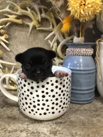 Shadow, a female Chihuahua and Pekingese for sale in Hendrix, OK – 4 of 6