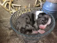 Iris, a female Chihuahua for sale in Hendrix, OK – 3 of 3