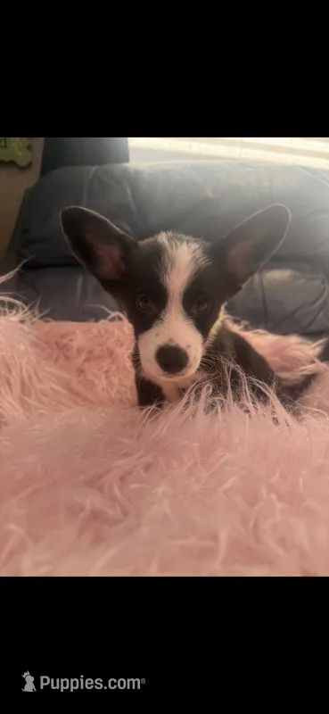 Frankie – Pembroke Welsh Corgi puppy for sale in Hendrix, OK