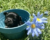 Tiny little LH, a male Chihuahua for sale in Hendrix, OK – Photo 3 of 5