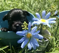 Tiny little LH, a male Chihuahua for sale in Hendrix, OK – Photo 5 of 5
