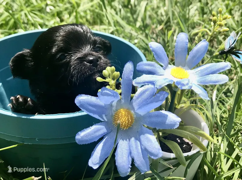 Tiny little LH – Chihuahua puppy for sale in Hendrix, OK