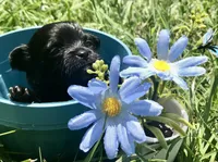 Tiny little LH, a male Chihuahua for sale in Hendrix, OK – Photo 1 of 5