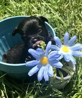 Tiny little LH, a male Chihuahua for sale in Hendrix, OK – Photo 2 of 5