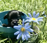 Tiny little LH, a male Chihuahua for sale in Hendrix, OK – Photo 4 of 5
