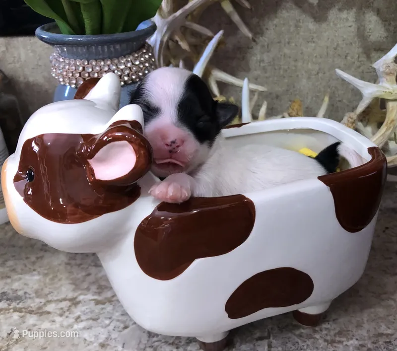 Jed – Chihuahua puppy for sale in Denison, TX