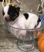Gabe, a male Chihuahua for sale in Hendrix, OK – 2 of 4