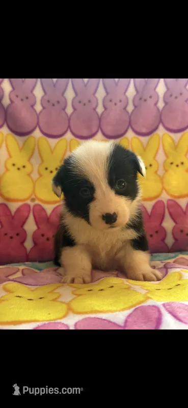 Allie – Pembroke Welsh Corgi puppy for sale in Denison, TX