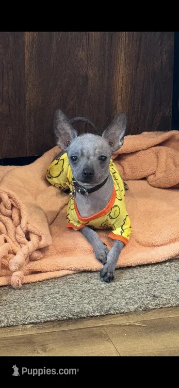 Stitch, a male Chihuahua and Chinese Crested for sale in Hendrix, OK – Photo 1 of 1