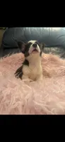 Tiny Morgan, a female Pembroke Welsh Corgi for sale in Hendrix, OK – 7 of 8