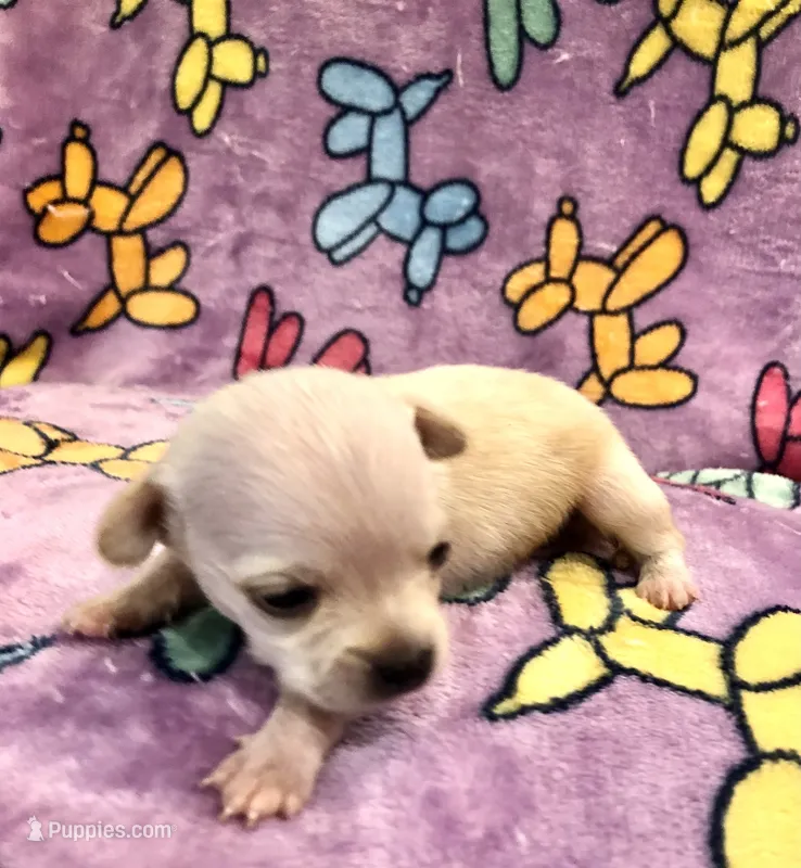 Gabe (runt) – Chihuahua puppy for sale in Denison, TX