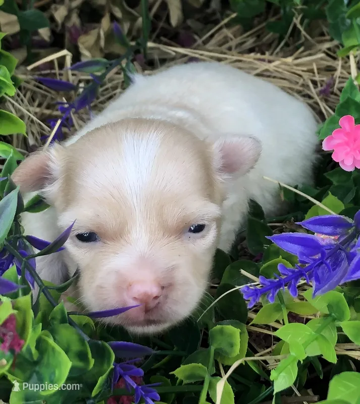 Jake – Chihuahua puppy for sale in Hendrix, OK