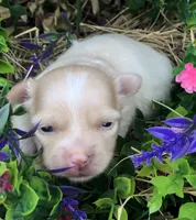 Jake, a male Chihuahua for sale in Hendrix, OK – 1 of 8