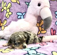Oliva (long hair), a female Chihuahua for sale in Denison, TX – 2 of 4