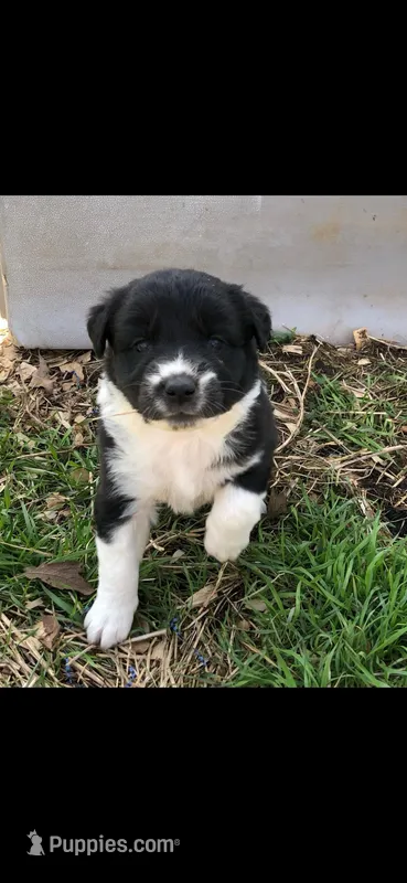 Sally, a female Australian Shepherd and Great Pyrenees for sale in Denison, TX – Photo 1 of 3