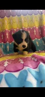 George, a male Pembroke Welsh Corgi for sale in Hendrix, OK – 2 of 2