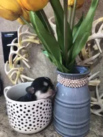 Reba, a female Chihuahua and Pekingese for sale in Hendrix, OK – 4 of 4