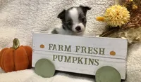 Super tiny LH sky with one blu eye, a female Chihuahua for sale in Hendrix, OK – 5 of 5