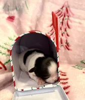 Tiny Kale, a male Chihuahua for sale in Hendrix, OK – 6 of 6