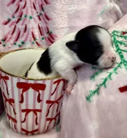 Tiny Kale, a male Chihuahua for sale in Hendrix, OK – 2 of 6