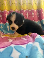 George, a male Pembroke Welsh Corgi for sale in Hendrix, OK – 5 of 5