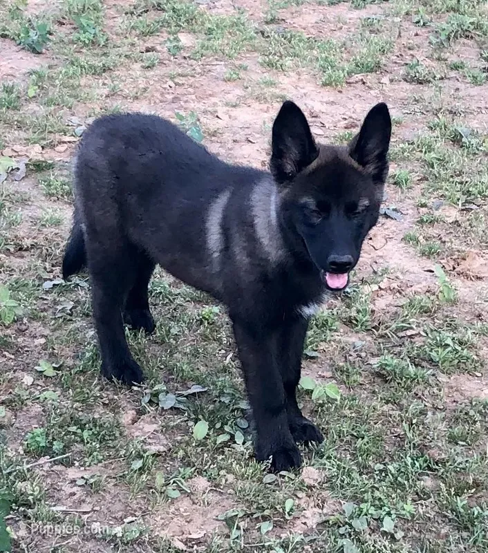 Milan – Australian Shepherd, German Shepherd Dog puppy for sale in Hendrix, OK