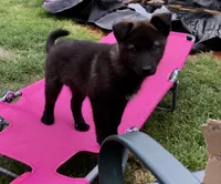 Milan, a female Australian Shepherd and German Shepherd Dog for sale in Hendrix, OK – 2 of 3