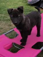 Milan, a female Australian Shepherd and German Shepherd Dog for sale in Hendrix, OK – 3 of 3