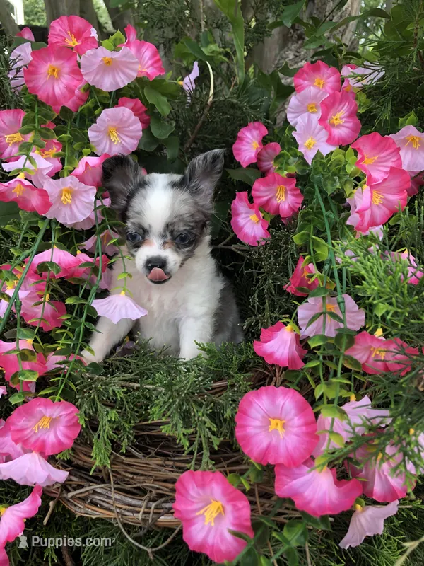 Tiny tiny blue merle – Chihuahua puppy for sale in Hendrix, OK